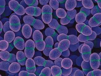 Enterococcus spp bakterija u urinu