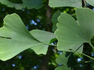 ginko